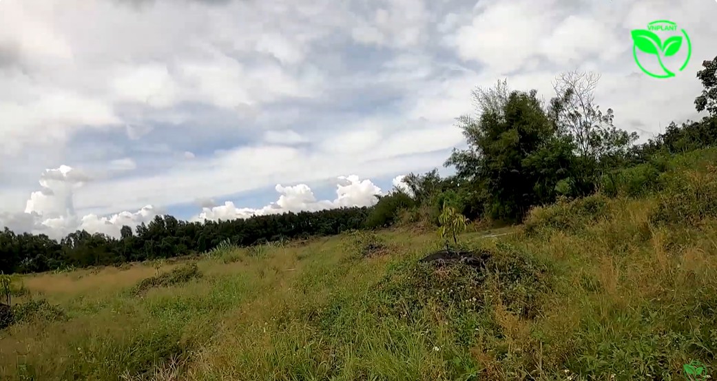 vuon sau rieng dong nai